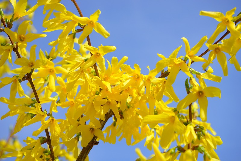 closeup-of-flowering-forsythia-branch.jpg