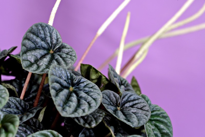 closeup-of-flowering-peperomia.jpg