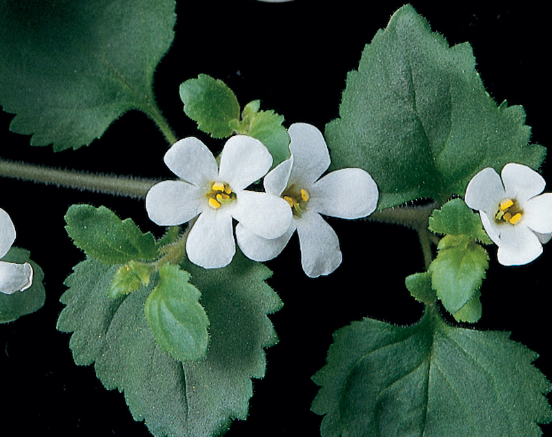 closeup-of-flowers-and-foliage-of-snowstorm-giant-snowflake-bacopa.jpg