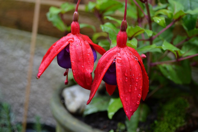 closeup-of-flowers-on-a-potted-fuchsia.jpg