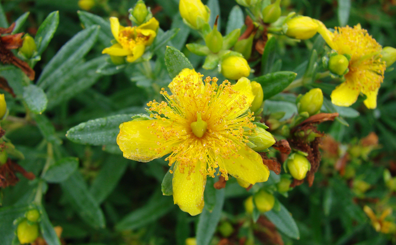 Growing St. John's Wort in Pots