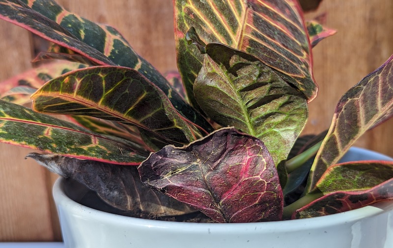 closeup-of-foliage-showing-signs-of-dehydration.jpg