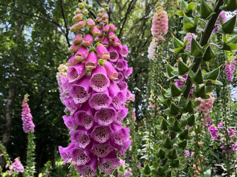 closeup-of-foxglove-flower-spike.jpg