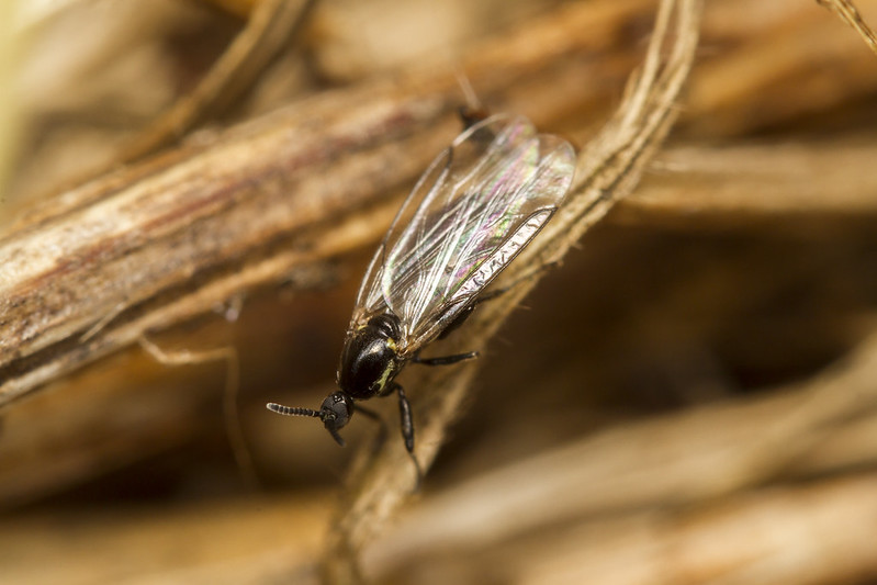 closeup-of-fungus-gnat.jpg