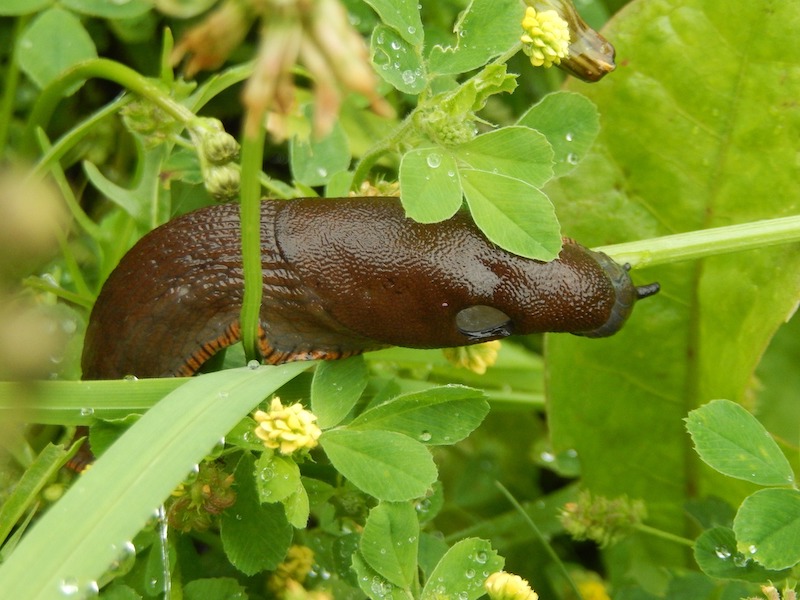 closeup-of-garden-slug.jpg