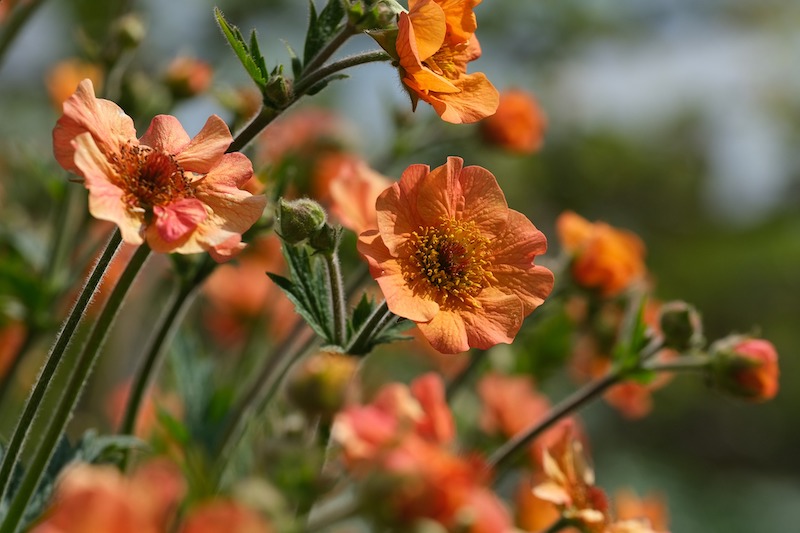 closeup-of-geum-flowers.jpg