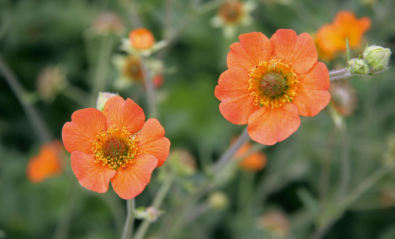 closeup-of-geum-totally-tangerine.jpg