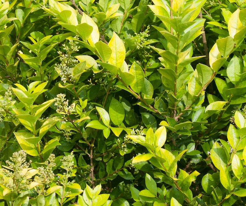 closeup-of-golden-ticket-foliage.jpg