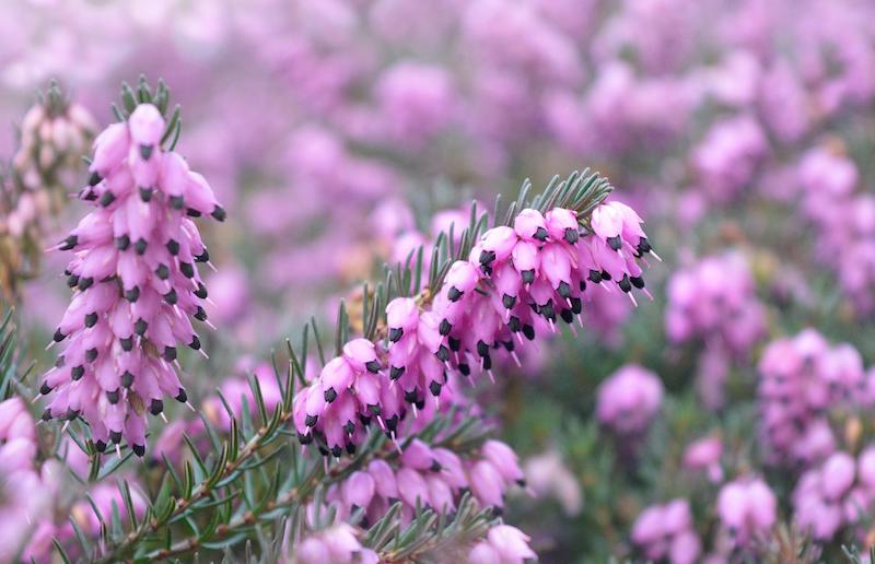 closeup-of-heather-flowers.jpg