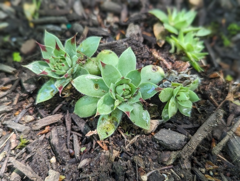 closeup-of-hens-and-chicks.jpg