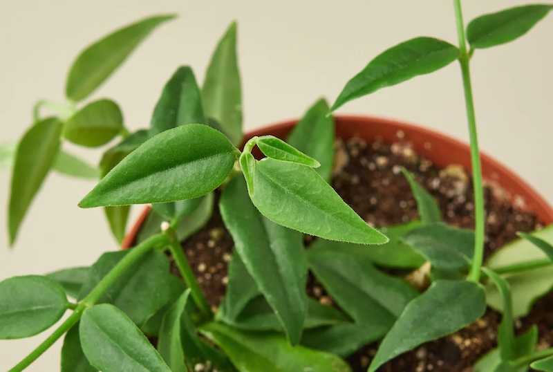 closeup-of-hoya-bella-.jpg