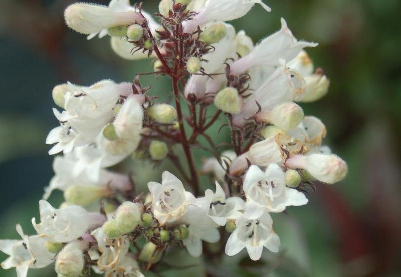 closeup-of-husker-red-beardtongue.jpg