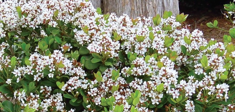 closeup-of-indian-hawthorne-spring-sonata.jpg