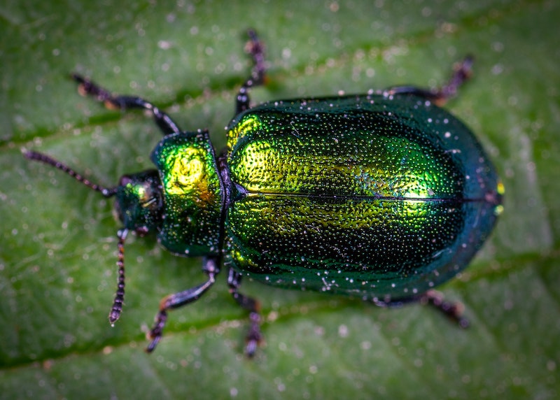 closeup-of-japanese-beetle.jpg