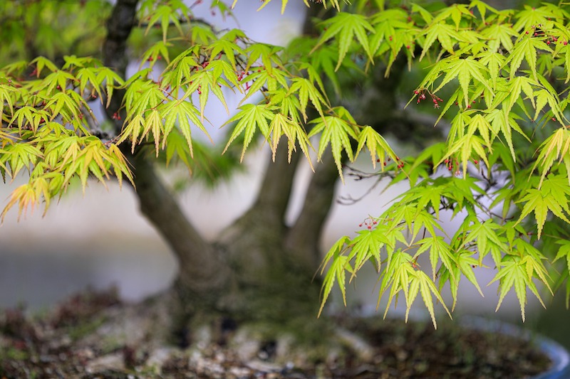 closeup-of-japanese-maple-potted-bonsai.jpg