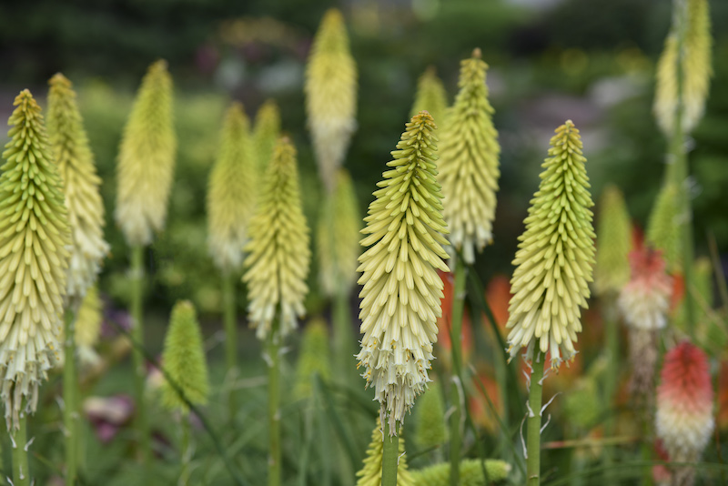 closeup-of-kniphofia-flashpoint-blooms.jpg