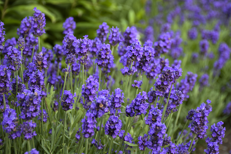 The Best Time To Plant Lavender For A Sweet-Smelling, Vibrant Garden