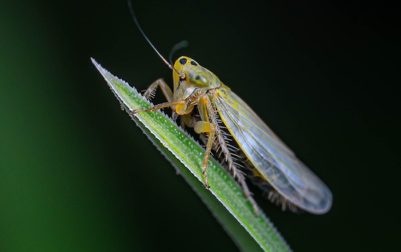 closeup-of-leafhopper-on-foliage.jpg