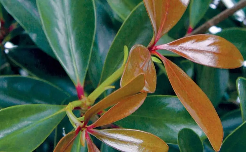 closeup-of-leann-cleyera-new-foliage.jpg