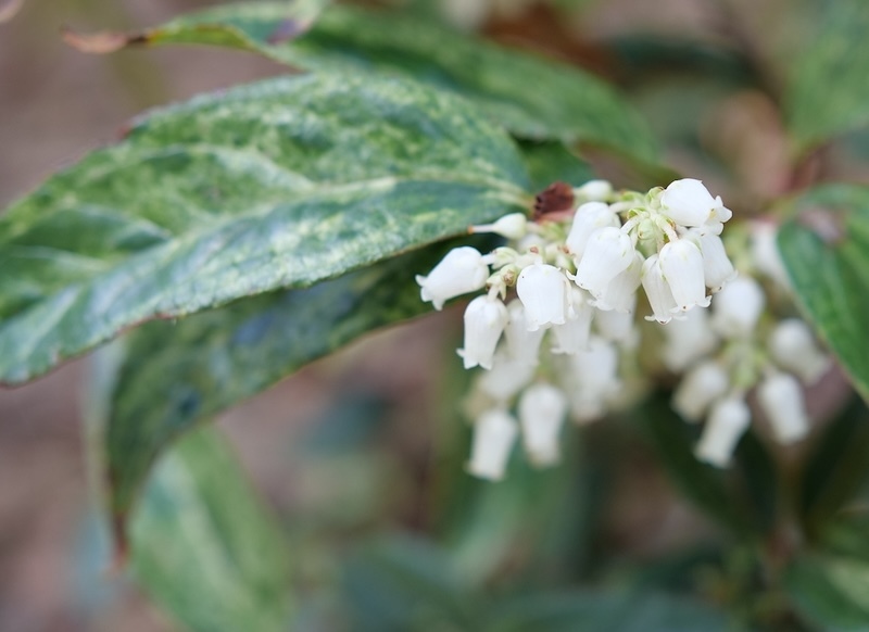 closeup-of-leucothoe-paisley-pup-in-bloom.jpg