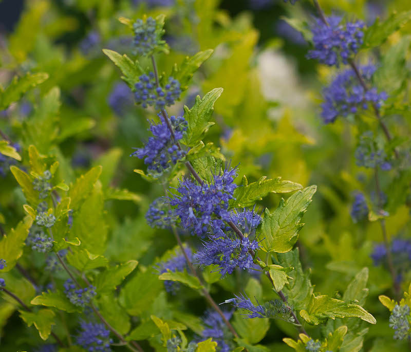 closeup-of-lil-miss-sunshine-caryopteris.jpg