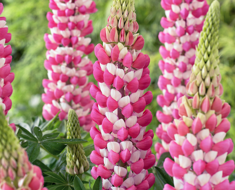 closeup-of-lupinus-westcountry-rachel-de-thame.jpg