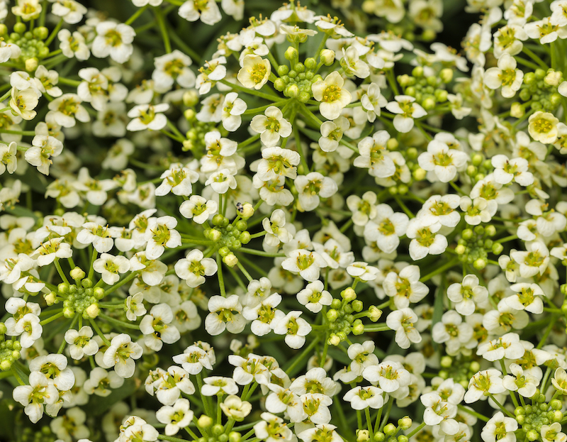 closeup-of-moonlight-knight-blooms.jpg