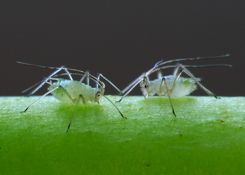 closeup-of-myzus-persicae-peach-aphid.jpg