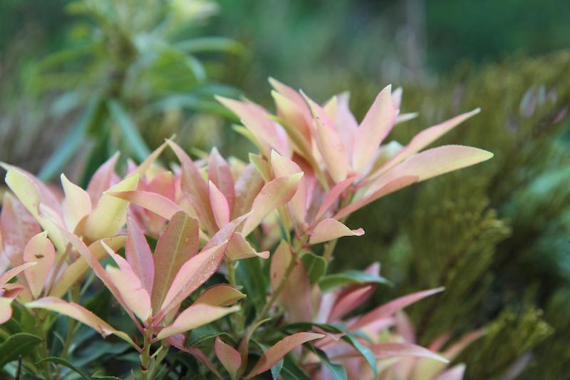 closeup-of-new-pieris-foliage.jpg