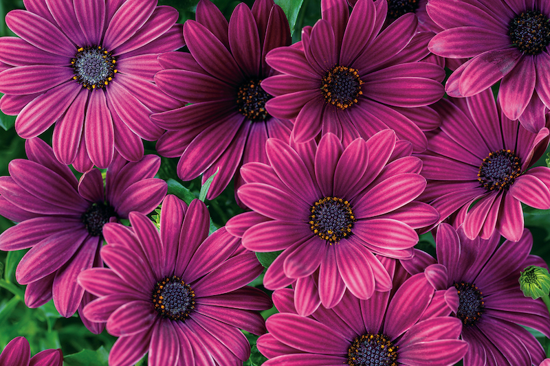 closeup-of-osteospermum-bright-lights-purple.jpg