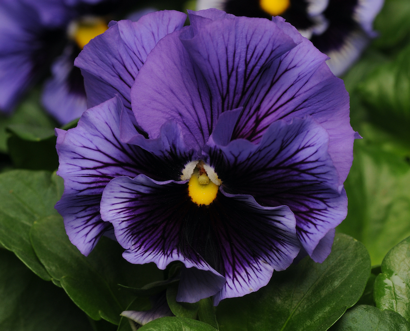 closeup-of-pansy-frizzle-sizzle-blue-bloom.jpg