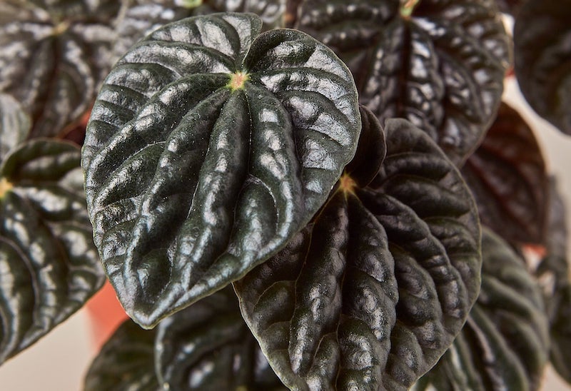 closeup-of-peperomia-ripple-red-foliage.jpg