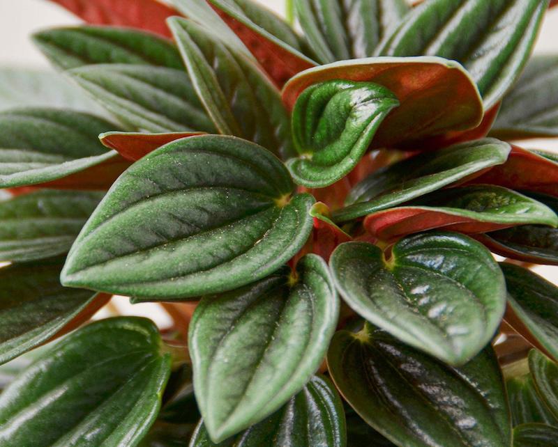 closeup-of-peperomia-rosso-foliage.jpg