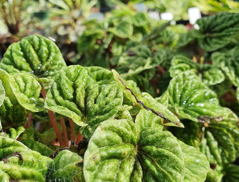 closeup-of-pepperomia-foliage.jpg