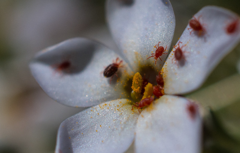 closeup-of-phlox-flower-with-spider-mites.jpg