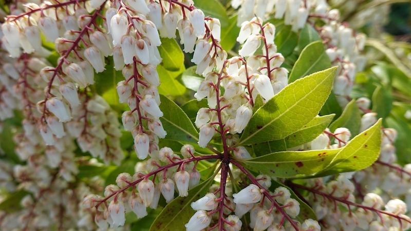 closeup-of-pieris-flowers.jpg