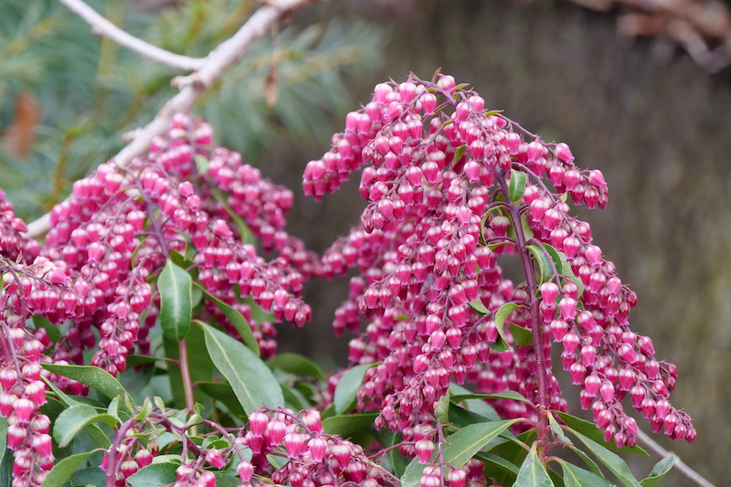 closeup-of-pieris-interstella-flowers.jpg