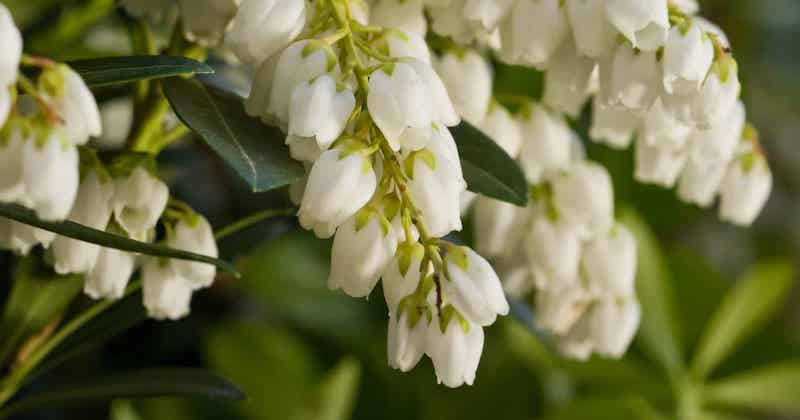 closeup-of-pieris-mountain-snow.jpg