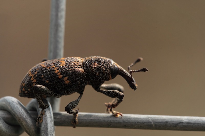 closeup-of-pine-weevil.jpg