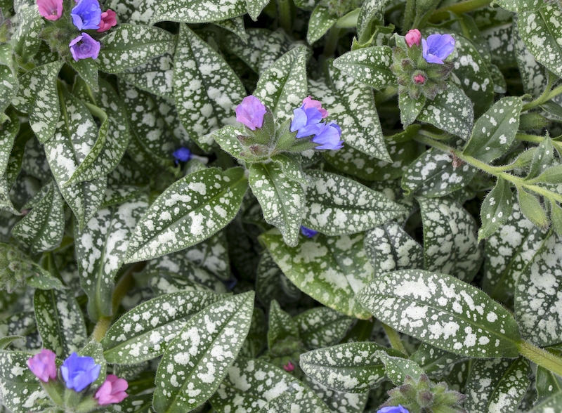 closeup-of-pink-a-blue-lungwort-in-bloom.jpg