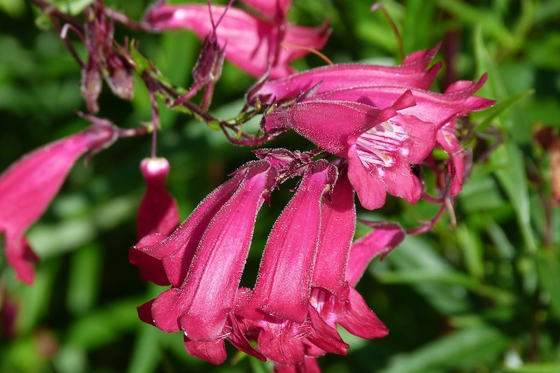 closeup-of-pink-penstemon-blooms.jpg