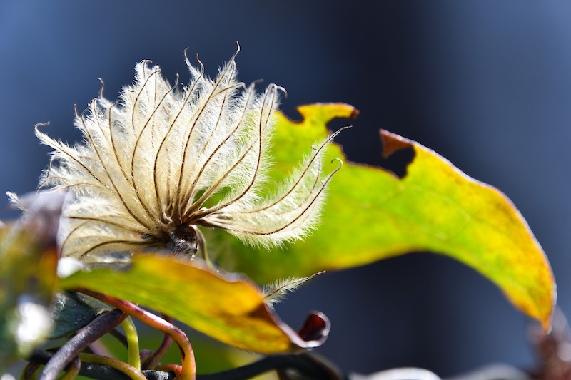 closeup-of-possible-clematis-wilt.jpg