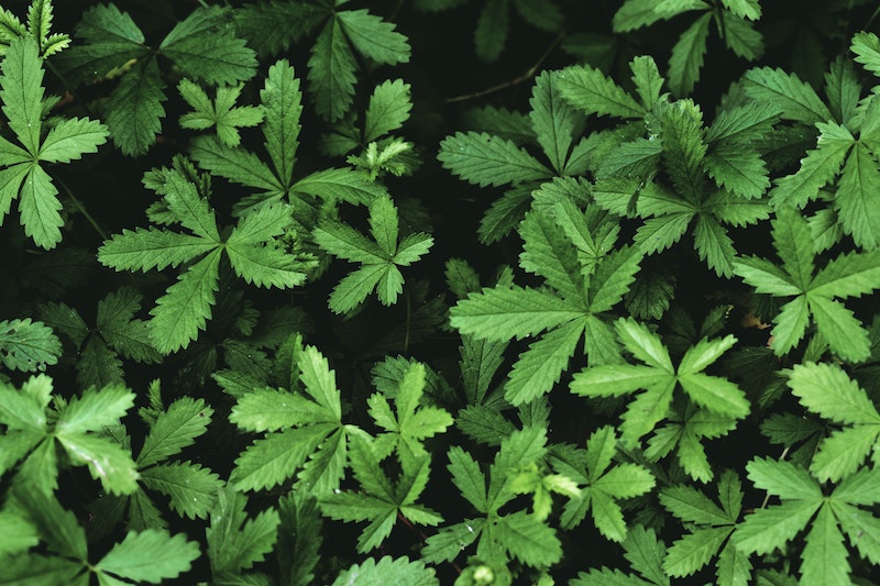 closeup-of-potentilla-foliage.jpg