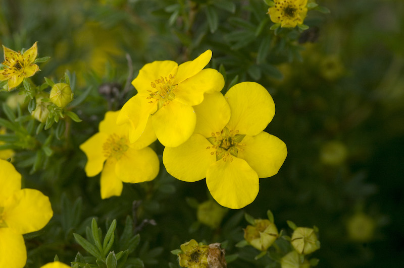 closeup-of-potentilla-goldfinger.jpg