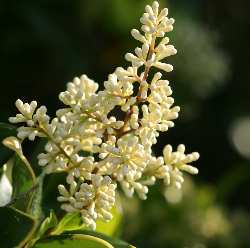 closeup-of-privet-flower-branch.jpg