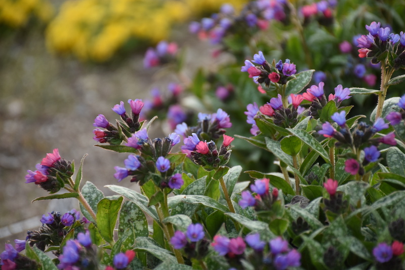 closeup-of-pulmonaria-spot-on-in-bloom.jpg