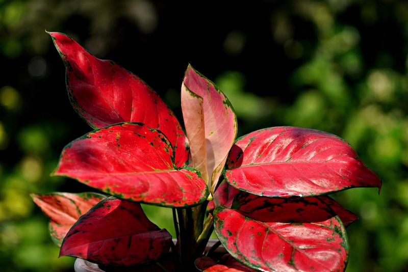 closeup-of-red-foliage-on-aglaonema.jpg