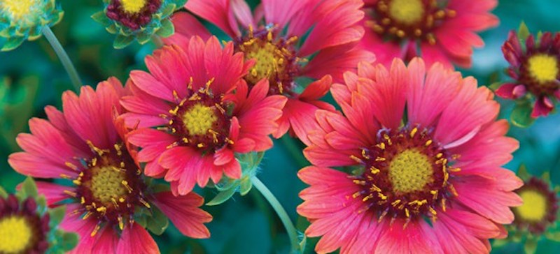 closeup-of-red-gaillardia-blooms.jpg