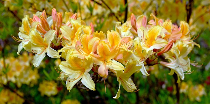 closeup-of-rhododendron-blooms.jpg