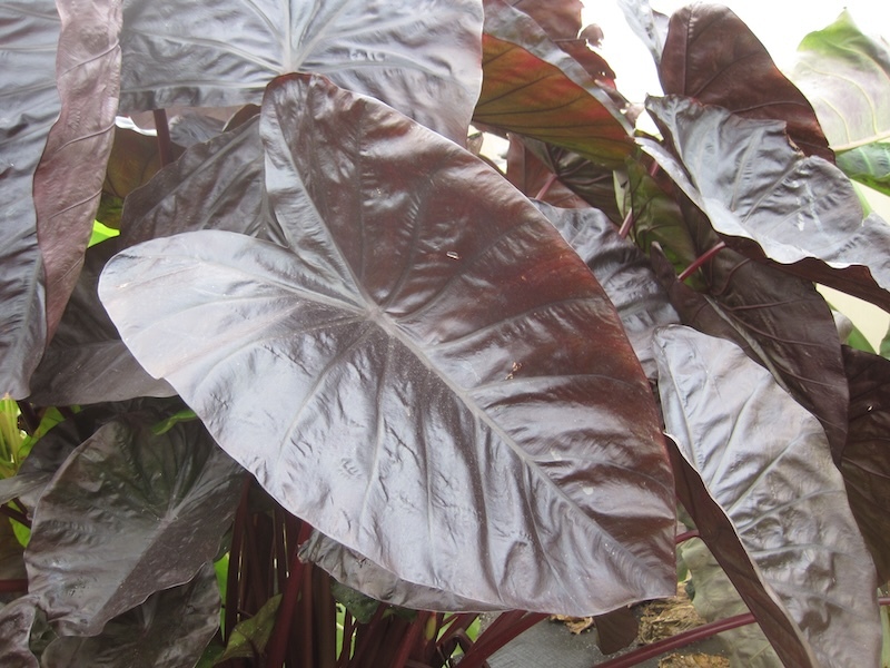 are elephant ears plants poisonous to dogs